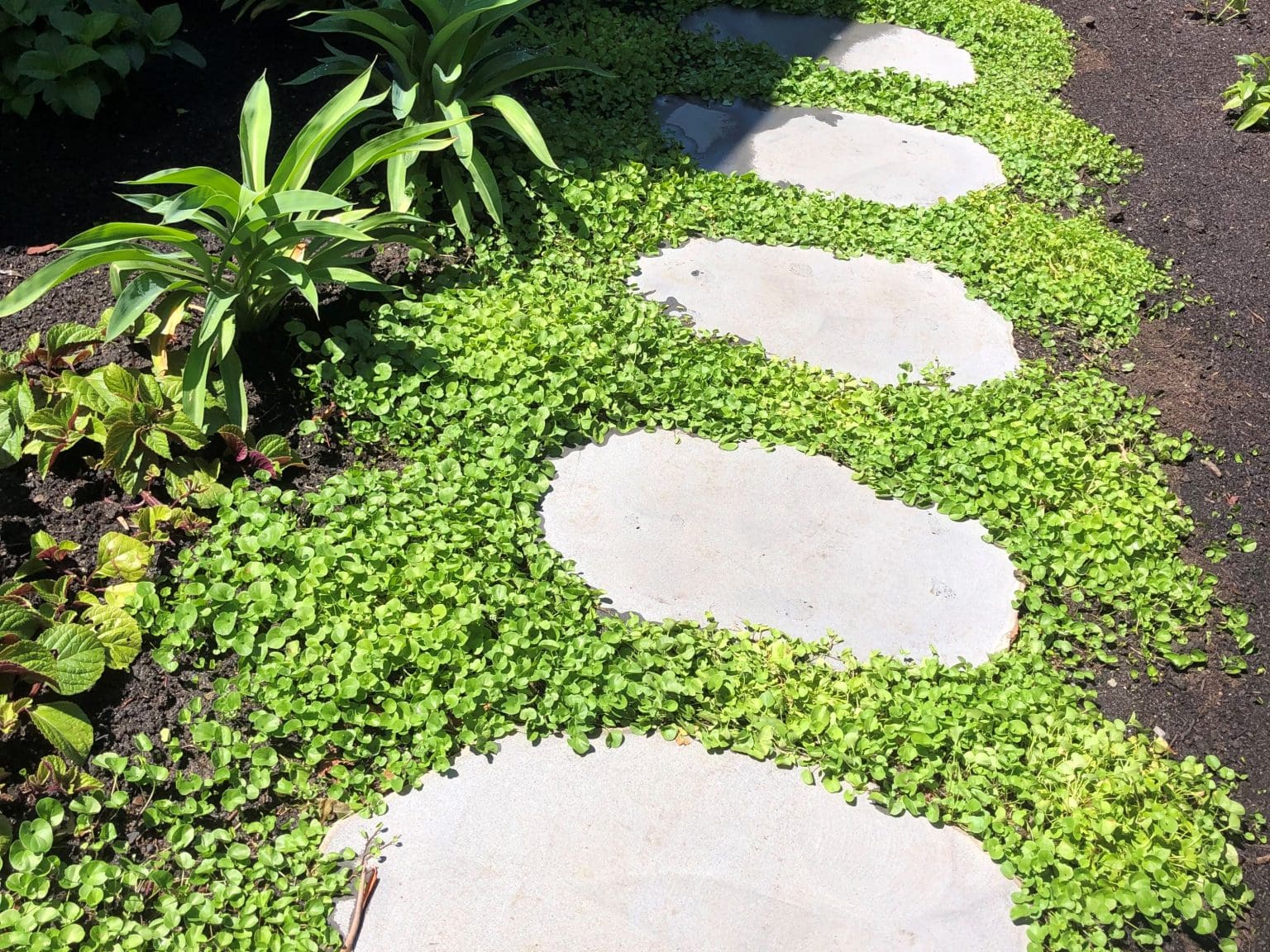 BLUESTONE PREMIUM STEPPERS_RMS TRADERS_NATURAL STONE SUPPLIER MELBOURNE (45)xx