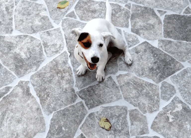SILVER-TRAVERTINE-CRAZY-PAVING_RMS-TRADERS_NATURAL-STONE-PAVERS-FACADE-SUPPLIER-MELBOURNE-1-gigapixel-standard-scale-4_00x-1536x1110