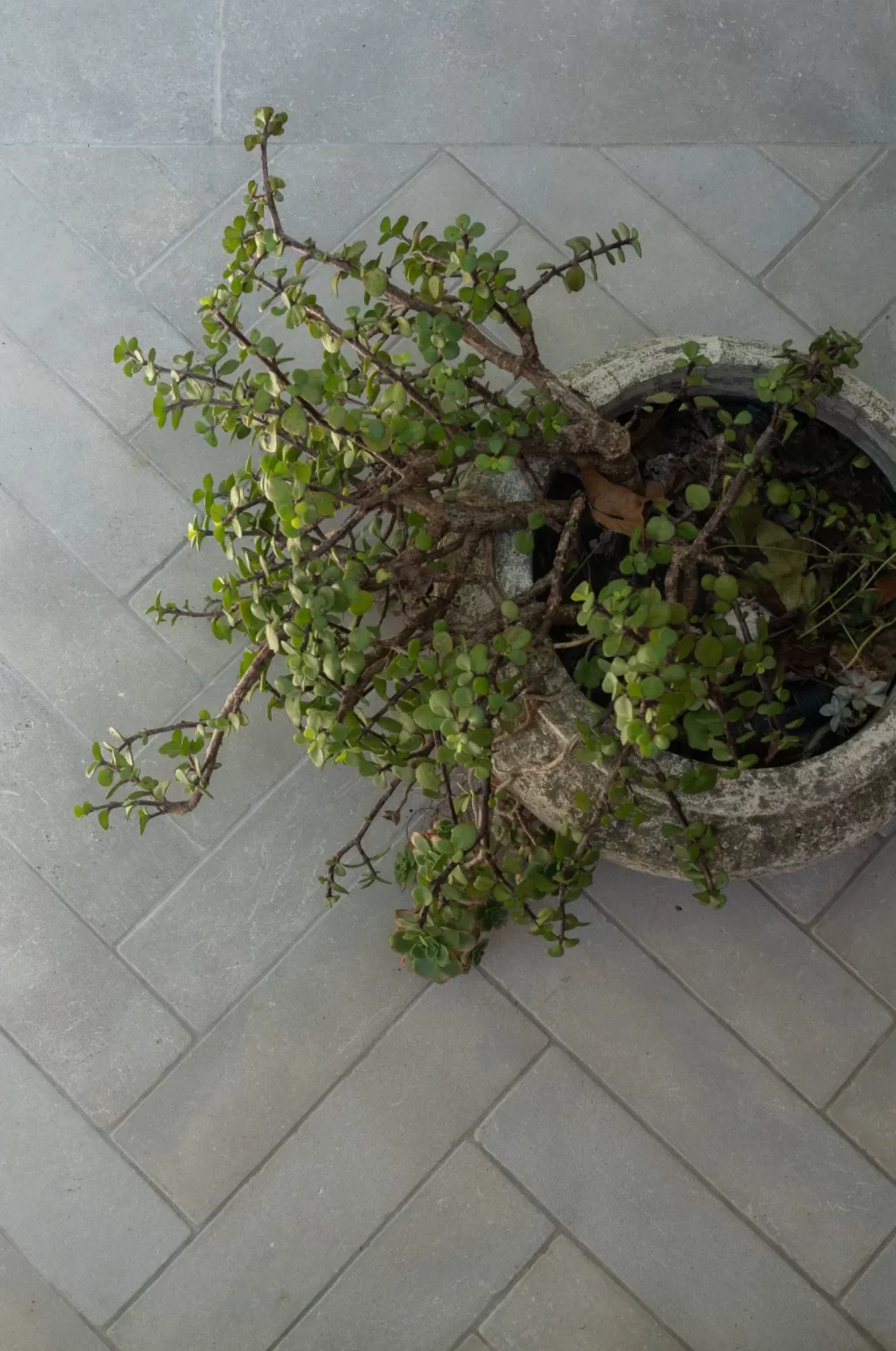 MADDISON_TUMBLED_LIMESTONE_BATONS_RMS_TRADERS_NATURAL_STONE_SUPPLIER (1)